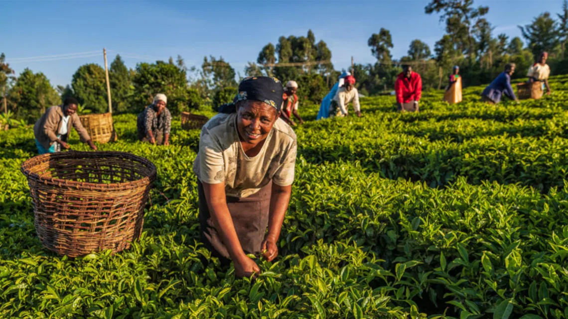 Woman Havesting Crops